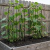 SCENDOR 2 Pack Arched Metal Garden Trellis for Climbing Plants