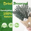 24 PCS Real Dried Eucalyptus Stems for Shower Hanging-17'' Large