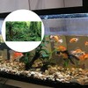 FUWQWKUI Aquarium Background Sticker Rainforest Pattern PVC Self Adhesive for