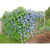 Little Seed Store 40+Blue MORNING GLORY Flower Seeds Climbing Flowering