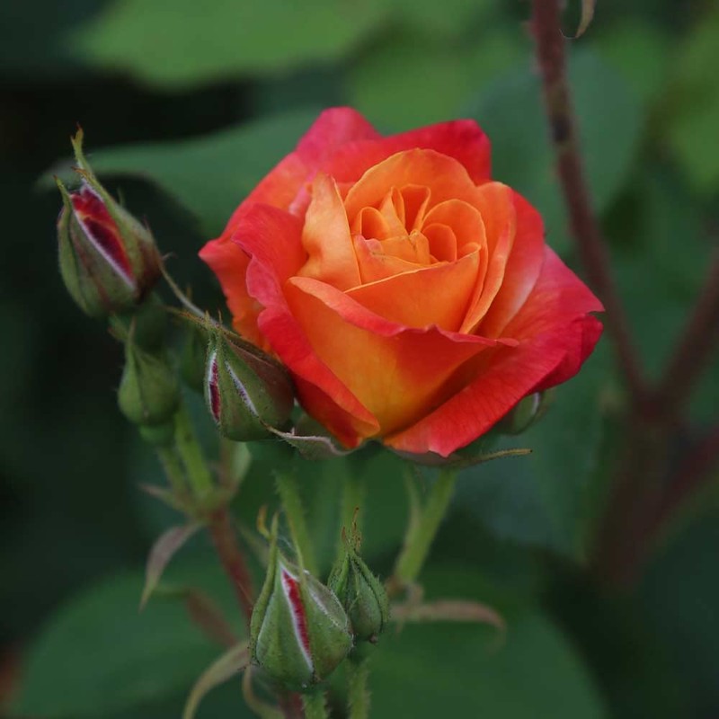 Heirloom Roses Climbing Rose Plant - Piñata Climber Rose Bush,