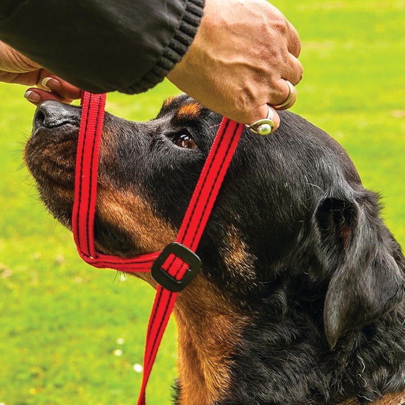 Gencon - Medium Size Anti Pull Dog Headcollar - Trainer