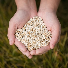 See detailed explanation Domestic safflower seeds (safflower seeds) 200g / 국산 홍화자(홍화씨) 200gX2 홍아씨 차 건조 말린 약초 국내산 한방