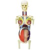Famemaster 4D-Vision Transparent Pregnancy Torso Anatomy Model Multi-colored, 10"