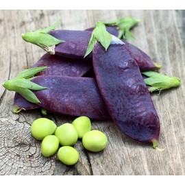 Purple Snow Pea Peas Stir Fry Seeds for Planting Packet