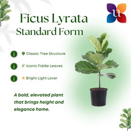 United Nursery Fiddle Leaf Fig Live Plant 24–30 inches Tall in 10 inch Nursery Pot, Indoor House Plant for Bright Home and Office Spaces