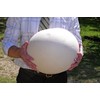 KIRA SEEDS - Giant Puffball Mushrooms Spores - Heirloom -