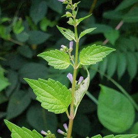 Mad Dog Skullcap Seeds Blue Skullcap, Scutellaria Lateriflora Herbaceous Perennial Low Maintenance Showy Rabbit & Deer Resistant Stream Pond Outdoor 30Pcs Flower Seeds by YEGAOL Garden