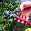 ARS VS9 Pruning Shears VS-9Z