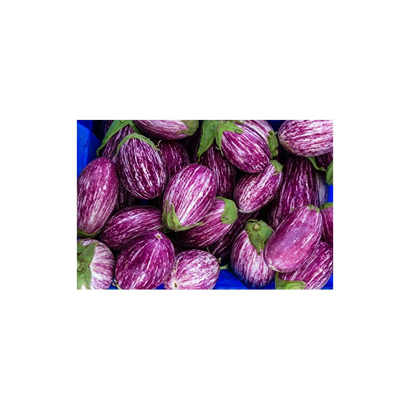 Fairy Tale F1 Eggplant Seeds - Non-GMO - 10 Seeds