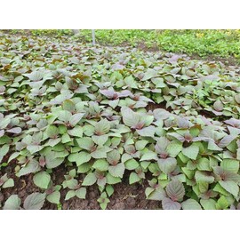 2000 Vietnamese Perilla Seeds - La Tia to - AKA. Shiso Seeds, Perilla Frutescens, Beefsteak Plant, Asian Mint Thai Basil Seeds, Asian Herb, Microgreens/Micro Herbs, Heat & Drought Tolerant