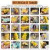 SlowTon Impermeable para Perros, Transparente Doble Capa Capucha, Impermeable para