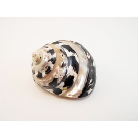 Beautiful Banded Arapica Turbo Shell (2-2 1/2" / 1" - 1 1/4" Opening) Medium Sized Hermit Crab Changing Shell. Beach Crafts and Nautical Decor.