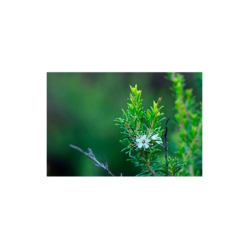 Kunzea Roll On Liniment - An all-natural formulation in a