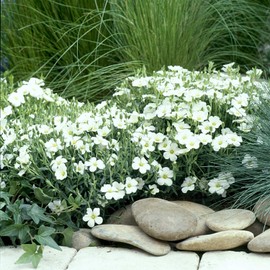 Outsidepride Arenaria Montana Flower Seed - 1000 Seeds