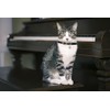 Small Dog Collar with Bell, Synthetic Leather Pu Basic Cat