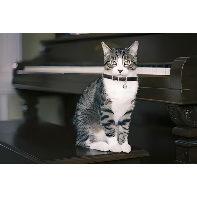 Small Dog Collar with Bell, Synthetic Leather Pu Basic Cat