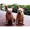Ceramic Salt and Pepper Shaker Set with Dog Motif (French
