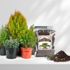 Doter Bonsai Soil Mix 2qt Ready to Use, Organic Bonsai