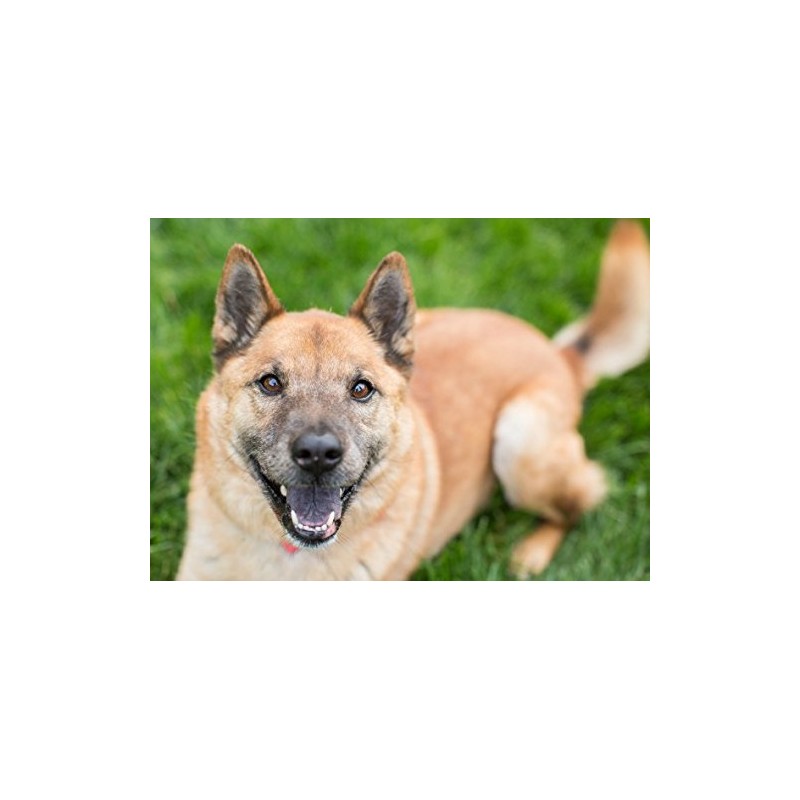 PET SUPPLEMENTS PET SUPPLEMENTS Dog Immune Support - Natural Dog
