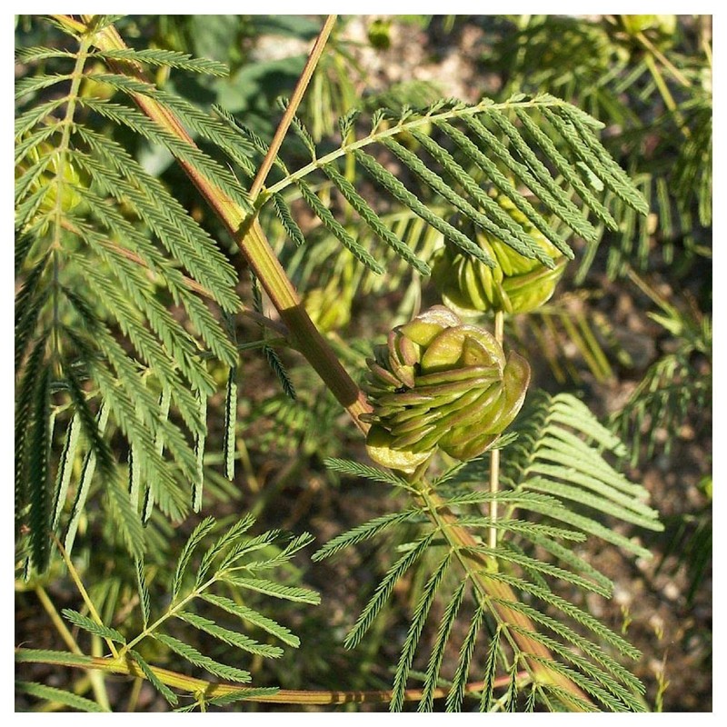 Everwilde Farms - 1 Lb Illinois Bundleflower Native Wildflower Seeds