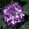 Seeds Bee Blooming Custom Devil Trumpet Mix -Trumpet Bush Seeds
