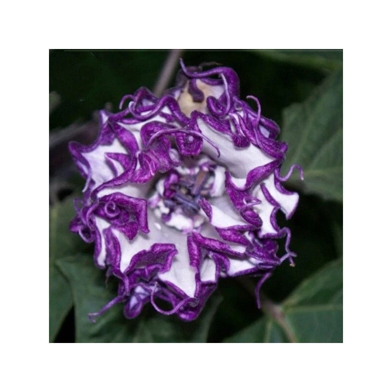 Seeds Bee Blooming Custom Devil Trumpet Mix -Trumpet Bush Seeds