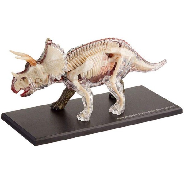 Tedco 4D Vision Triceratops Anatomy Model