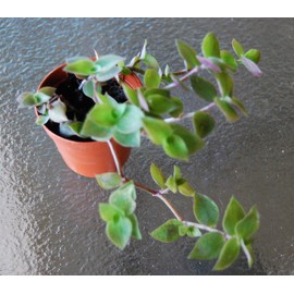 Dwarf Wandering Jew -Tradescantia Minima Callisia Repens - Bolivian Chain Plant