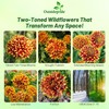 Outsidepride Gaillardia Pulchella Sundance Bicolor Blanket Seeds for Planting -