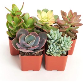 Shop Succulents Assorted Succulent Plant Pack Collection - Live Mini Succulent Plants, Low Maintenance, Mixture of Colors & Textures - Wedding and Party Favors, Gift & Garden, Pack of 5