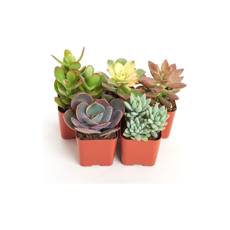 Shop Succulents Assorted Succulent Plant Pack Collection - Live Mini