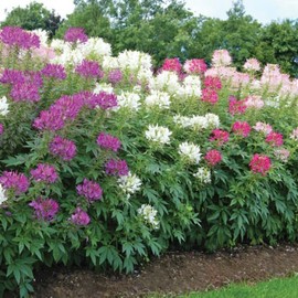 4 Color Custom Mix Spider Flower Blend(Cleome)Hot Pink,Hot Purple,Bi-color,White