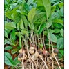 25 Camellia Seeds Camellia sinensis Chinese Green Tea Seeds Tea
