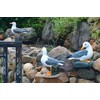 coolboy Real Seagull Figurine Garden Decorations,Seagull Statue Outdoor Decoration,Sea Bird