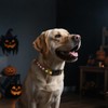 Halloween Light Up Dog Collar, LED Dog Collar Glow in