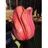 Tulip Bulbs - 20 Pink Impression Darwin Tulip - Bulb