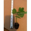 Tree Fig Tree Combo Pack Cold Weather 4 Varieties