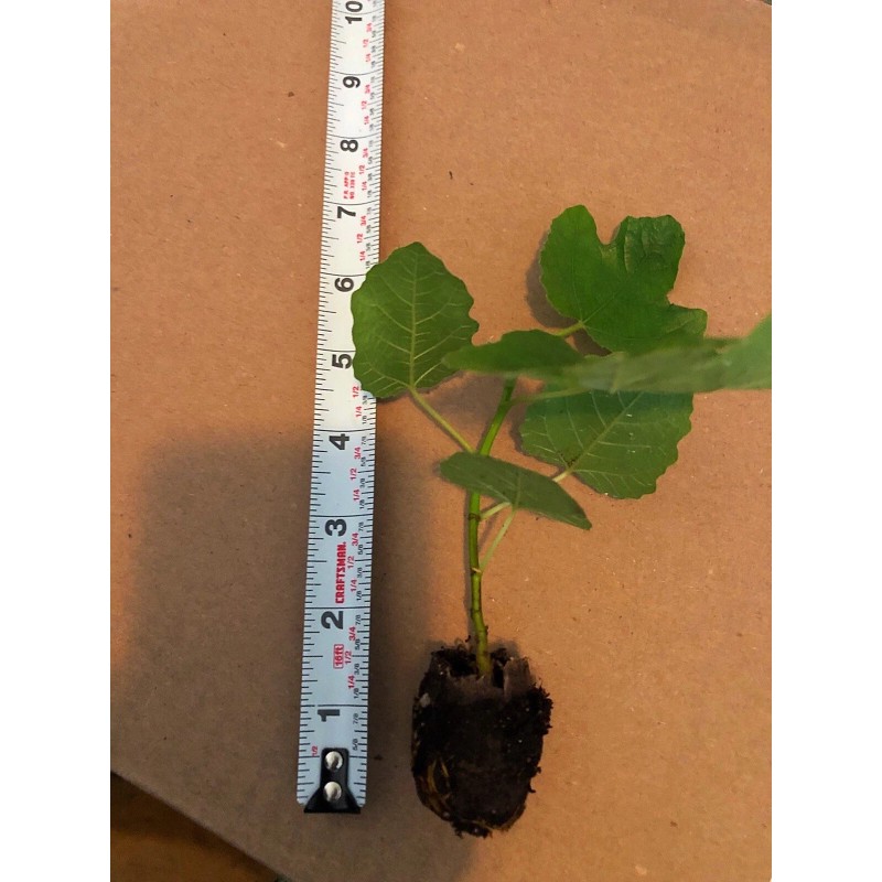 Tree Fig Tree Combo Pack Cold Weather 4 Varieties