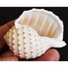 Set of 3 Beautiful Tonna Tesselata Spotted Tun Shells Hermit Crab Natural 3 1/2"-4" Large