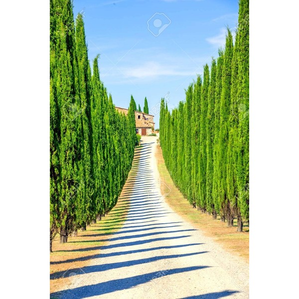 Italian Cypress Seeds for Planting | 50 Seeds | Exotic Evergreen Tree Seeds to Grow, Great for Landscaping and Hedge Rows
