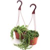 Shop Succulents | Hanging Collection of Live Succulent Plants, Hand