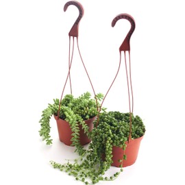 Shop Succulents | Hanging Collection of Live Succulent Plants, Hand Selected String of Pearls & Burrito Sedum Variety | Collection of 2 in 6" Grow Pot