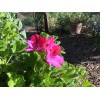 Freshcuts Martha Washington 6 Geranium Cuttings Pelargonium organic rose-pink