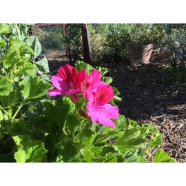 Freshcuts Martha Washington  6 Geranium Cuttings Pelargonium organic rose-pink