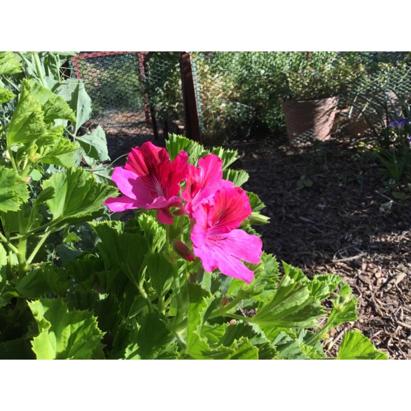 Freshcuts Martha Washington 6 Geranium Cuttings Pelargonium organic rose-pink
