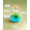 Venus Fly Trap, Grow Your Own Venus Flytrap in a