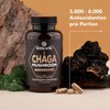 SOLVE Labs ● Premium Siberian Chaga Mushroom Capsules ● 10%