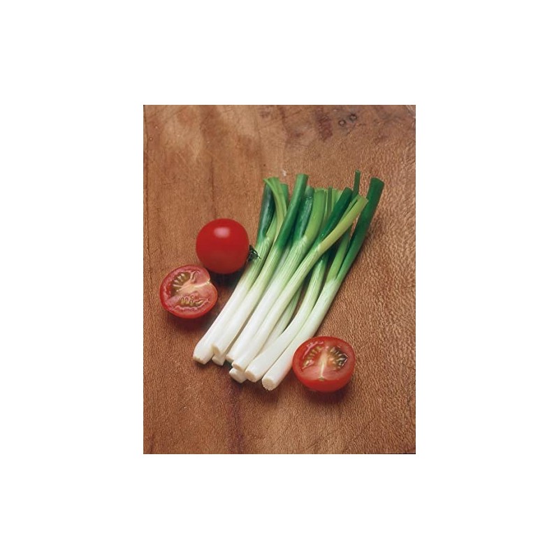 Mr Fothergill's 21423 Vegetable Seeds, Onion (Spring) Ramrod
