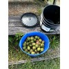 BLACK WALNUTS: 5lbs Fresh Organic 2025 Harvest, Naturally Grown in